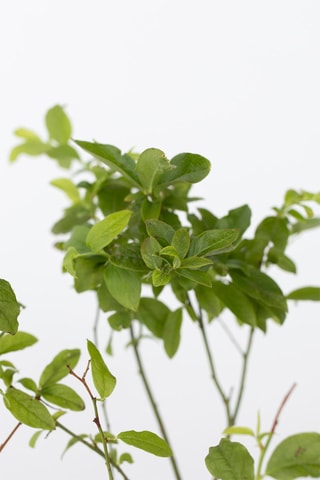 3 myrtilliers - Hauteur livrée 25-40 cm