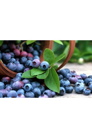 3 myrtilliers - Hauteur livrée 25-40 cm