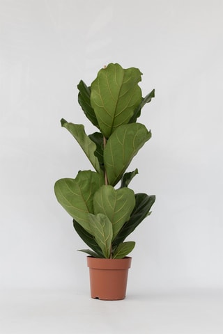 Ficus Lyrata 'Fiddle Leaf plant' - Hauteur livrée 90-110 cm