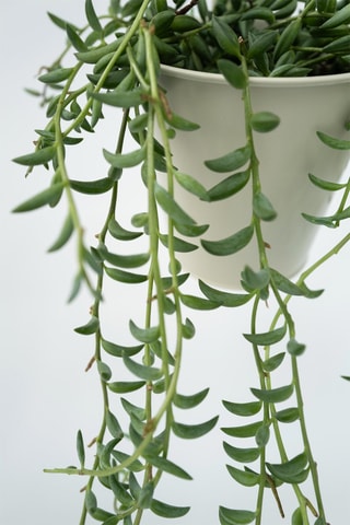 Séneçon - Hauteur livrée 10-20 cm