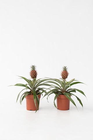 2 Ananas mi amigo - Hauteur livrée 35-45 cm