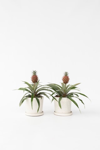 2 Ananas mi amigo - Hauteur livrée 35-45 cm