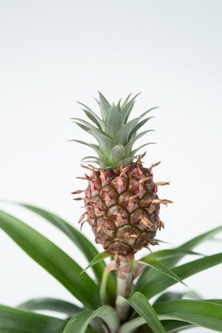 2 Ananas mi amigo - Hauteur livrée 35-45 cm
