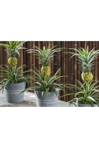 2 Ananas mi amigo - Hauteur livrée 35-45 cm