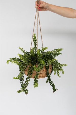 Aeschynantus twister - Hauteur livrée 20-30 cm