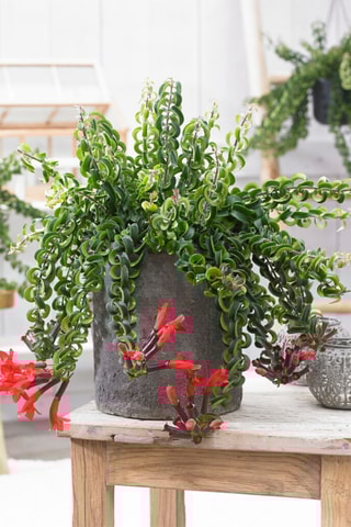 Aeschynantus twister - Hauteur livrée 20-30 cm