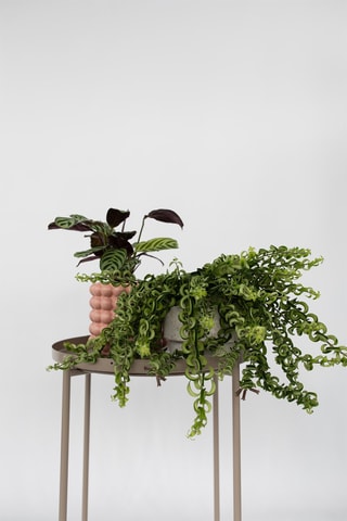 Aeschynantus twister - Hauteur livrée 20-30 cm