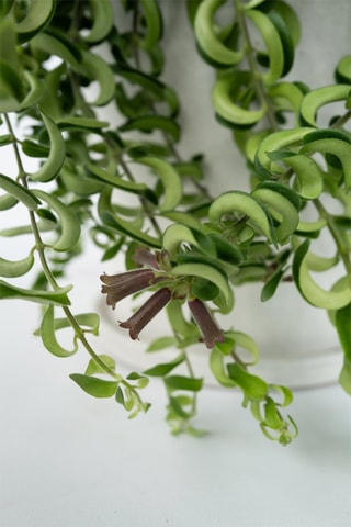 Aeschynantus twister - Hauteur livrée 20-30 cm