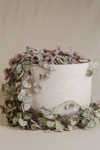 Ceropegia - Hauteur livrée 20-30 cm