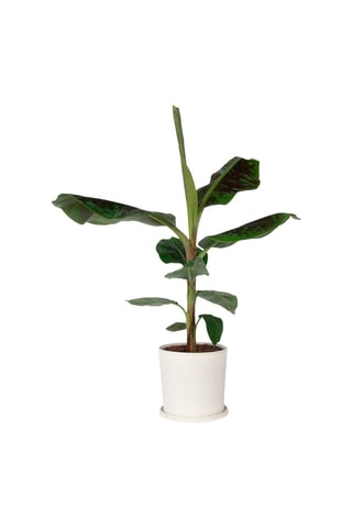 Bananier nain XL Musa Cavendish - Hauteur livrée 25-45 cm