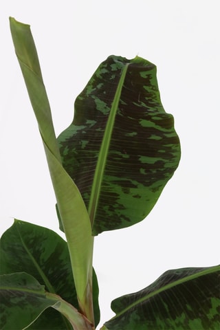 Bananier nain XL Musa Cavendish - Hauteur livrée 25-45 cm