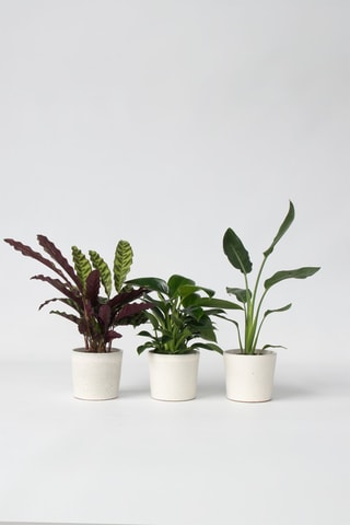 Calathea, Philodendron et Strelitzia - Hauteur livrée 25-40 cm
