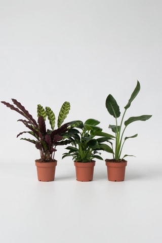 Calathea, Philodendron et Strelitzia - Hauteur livrée 25-40 cm