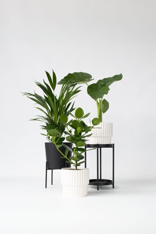 Calathea, Philodendron et Strelitzia - Hauteur livrée 25-40 cm