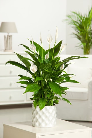 Spathiphyllum 'Peace Lily' (Lys de paix) - Hauteur livrée 60-75 cm