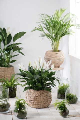 Spathiphyllum 'Peace Lily' (Lys de paix) - Hauteur livrée 60-75 cm
