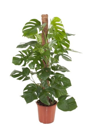 Monstera Deliciosa "Moss stick" XL - Hauteur livrée 25-40 cm