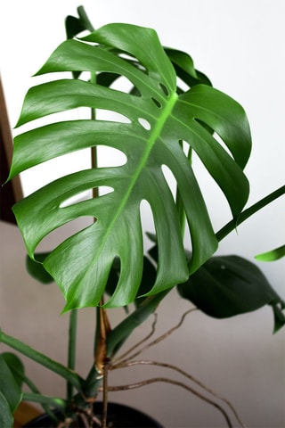 Monstera Deliciosa "Moss stick" XL - Hauteur livrée 25-40 cm