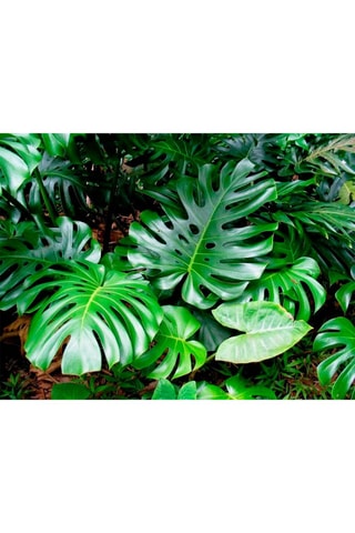 Monstera Deliciosa "Moss stick" XL - Hauteur livrée 25-40 cm