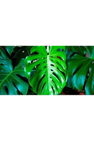 Monstera Deliciosa "Moss stick" XL - Hauteur livrée 25-40 cm