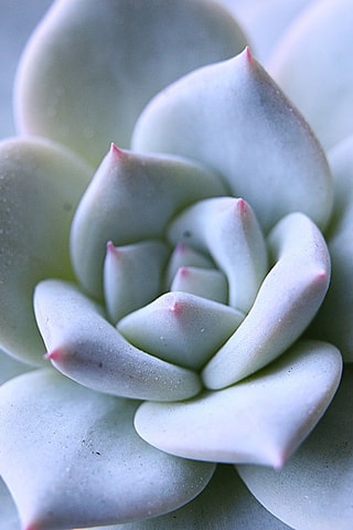 2 Echeveria en œuf décoratif noir et doré - Hauteur livrée 12 cm