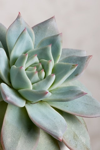 2 Echeveria en œuf décoratif noir et doré - Hauteur livrée 12 cm