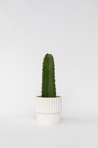 Cactus Euphorbia ingens - Hauteur livrée 40-50 cm