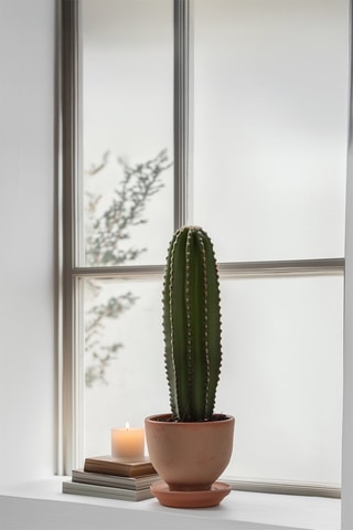 Cactus Euphorbia ingens - Hauteur livrée 40-50 cm