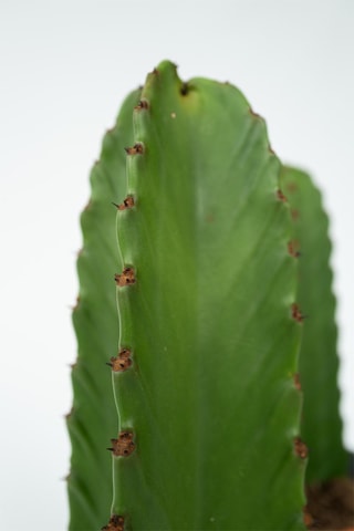 Cactus Euphorbia ingens - Hauteur livrée 40-50 cm