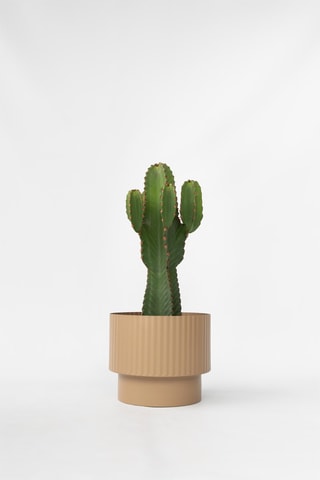 Cactus Euphorbia Ingens XL - Hauteur livrée 85-95 cm