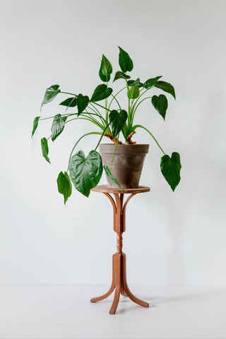 Alocasia Cucullata - Hauteur livrée 70-80 cm