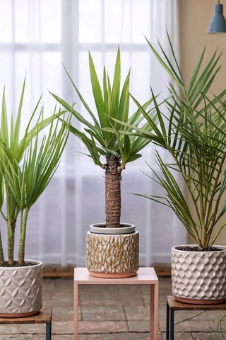 Phoenix, Yucca et Washingtonia - Hauteur livrée 50-70 cm