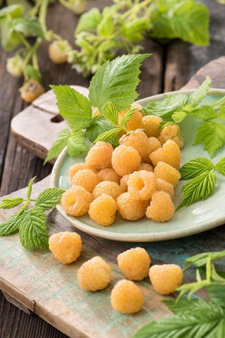 3 framboisiers jaunes 'Rubus Ideaus Fallgold' - Hauteur livrée 25-40 cm