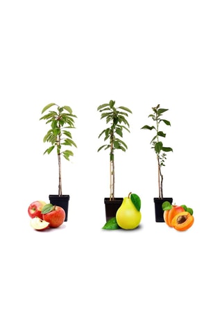 Assortiment poirier, pommier et abricotier - Hauteur livrée 60-70 cm