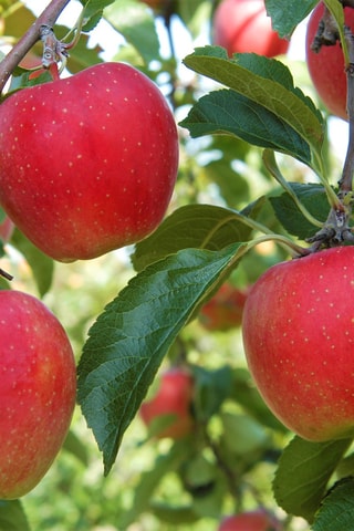 Assortiment poirier, pommier et abricotier - Hauteur livrée 60-70 cm