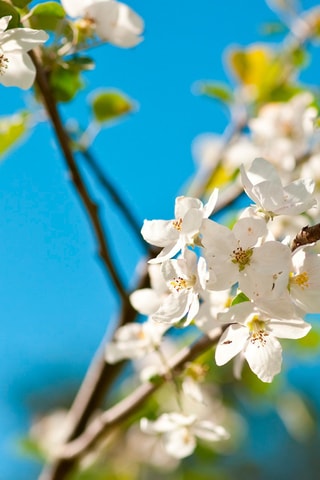 Assortiment poirier, pommier et abricotier - Hauteur livrée 60-70 cm