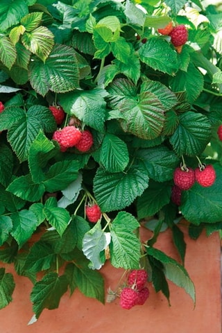 3 framboisiers - Hauteur livrée 25-40 cm