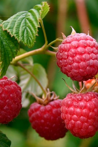 3 framboisiers - Hauteur livrée 25-40 cm