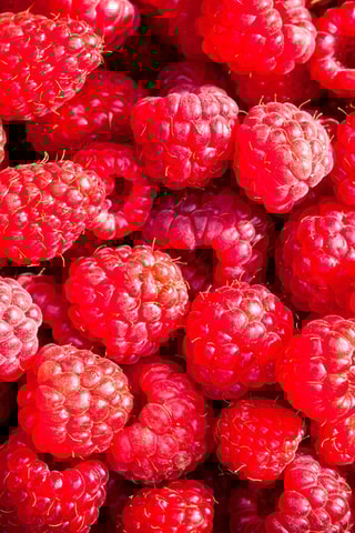 3 framboisiers - Hauteur livrée 25-40 cm