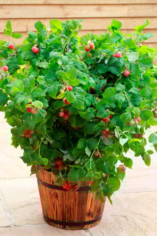 3 framboisiers - Hauteur livrée 25-40 cm