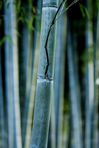 3 Fargesias "Blue Dragon" - Hauteur livrée 30-40 cm