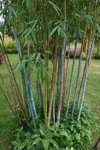 3 Fargesias "Blue Dragon" - Hauteur livrée 30-40 cm