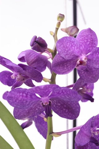 Vanda orchidée bleu et support - Hauteur livrée 45-55 cm