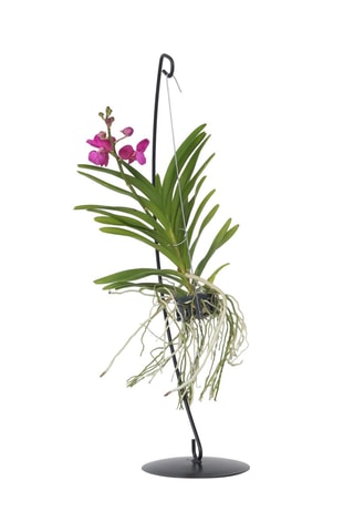 Vanda orchidée rose et support - Hauteur livrée 45-55 cm