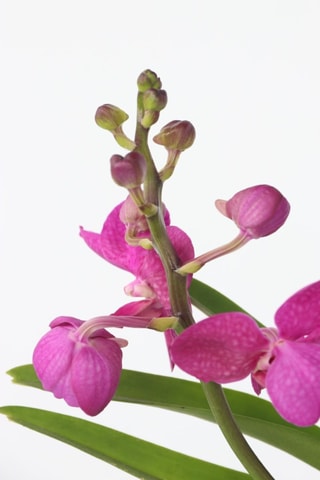 Vanda orchidée rose et support - Hauteur livrée 45-55 cm