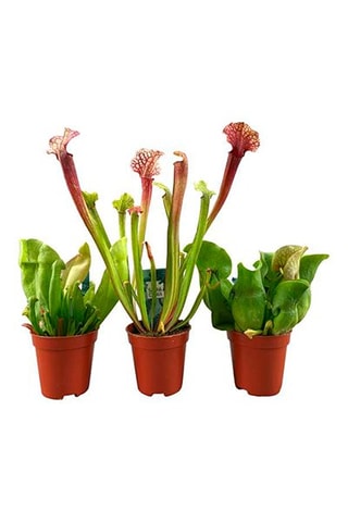 3 sarracénies pourpre - Hauteur livrée 15-20 cm