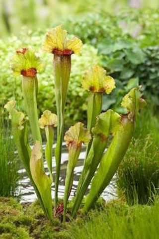 3 sarracénies pourpre - Hauteur livrée 15-20 cm