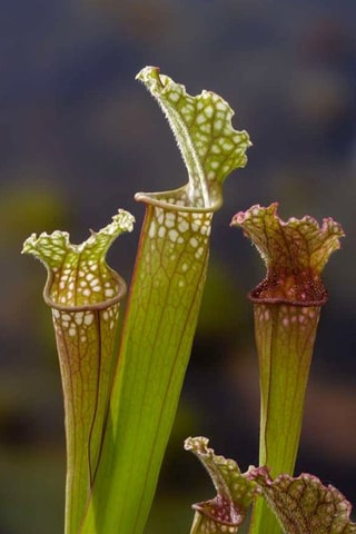 3 sarracénies pourpre - Hauteur livrée 15-20 cm