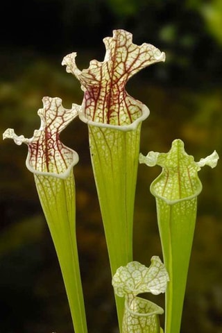 3 sarracénies pourpre - Hauteur livrée 15-20 cm