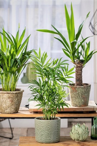 Areca, Chamaedorea et Yucca - Hauteur livrée 25-40 cm